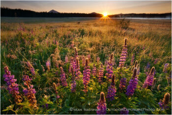 Lupine Sunrise 2 Stock Image, Ashland, Oregon Lupine Sunrise 2 Stock Image, Ashland, Oregon