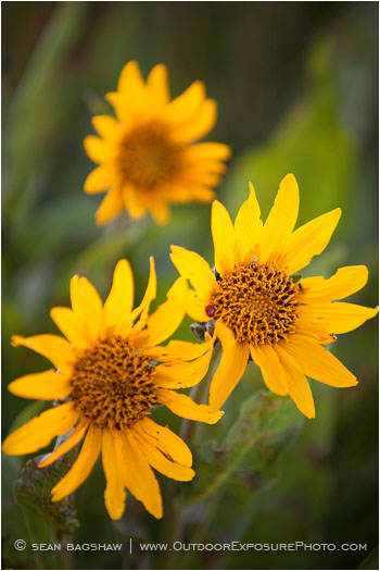 Yellow Wildflowers 7 Stock Image Oregon Yellow Wildflowers 7 Stock Image Oregon