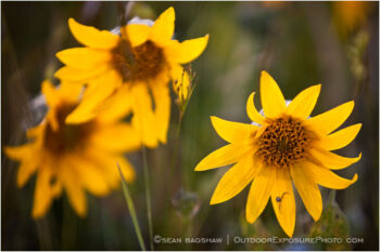 Yellow Wildflowers 8 Stock Image Oregon Yellow Wildflowers 8 Stock Image Oregon