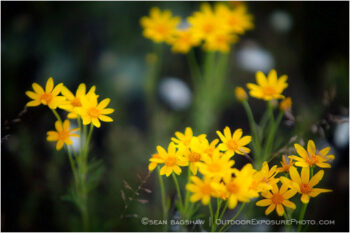 Yellow Wildflowers 9 Stock Image Oregon Yellow Wildflowers 9 Stock Image Oregon