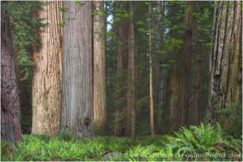 Stout Grove II Stock Image, California Stout Grove II Stock Image, California