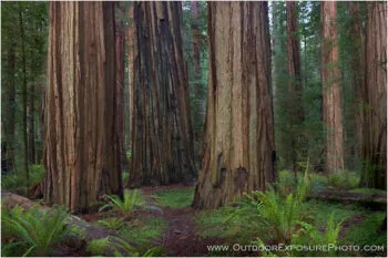 Stout Grove IV Stock Image, California Stout Grove IV Stock Image, California
