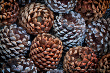 Pine Cones Stock Image California Pine Cones Stock Image California