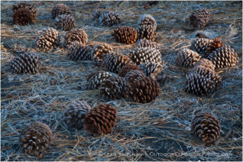 Pine Cones 2 Stock Image California Pine Cones 2 Stock Image California