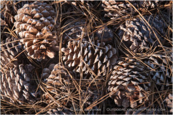 Pine Cones 3 Stock Image California Pine Cones 3 Stock Image California