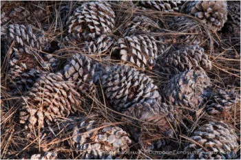 Pine Cones 4 Stock Image California Pine Cones 4 Stock Image California