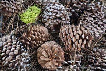 Pine Cones 5 Stock Image California Pine Cones 5 Stock Image California