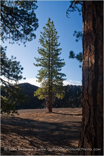 Ponderosa Pine Stock Image California Ponderosa Pine Stock Image California