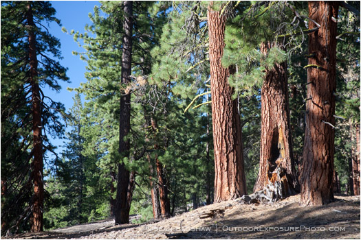 Ponderosa Pine 2 Stock Image California Ponderosa Pine 2 Stock Image California