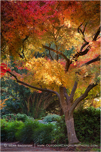 Fall Maple Tree Stock Image Lithia Park, Ashland, Oregon Fall Maple Tree Stock Image Lithia Park, Ashland, Oregon