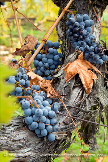 Grapes on Vine 6 Stock Image, rogue valley, oregon Grapes on Vine 6 Stock Image, rogue valley, oregon