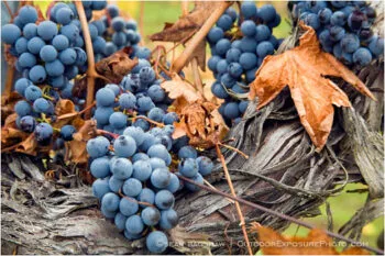 Grapes on Vine 7 Stock Image, rogue valley, oregon Grapes on Vine 7 Stock Image, rogue valley, oregon