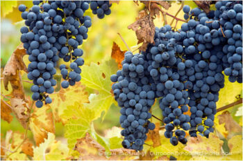 Grapes on Vine 8 Stock Image, rogue valley, oregon Grapes on Vine 8 Stock Image, rogue valley, oregon