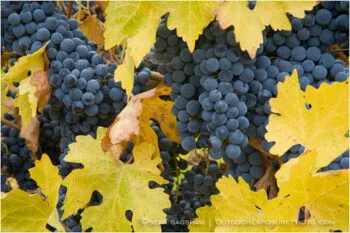 Grapes on Vine 9 Stock Image, rogue valley, oregon Grapes on Vine 9 Stock Image, rogue valley, oregon