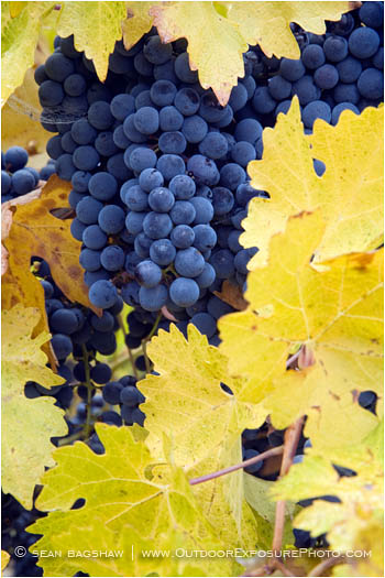 Grapes on Vine 10 Stock Image, rogue valley, oregon Grapes on Vine 10 Stock Image, rogue valley, oregon