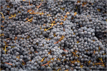 Grapes Stock Image, rogue valley, oregon Grapes Stock Image, rogue valley, oregon