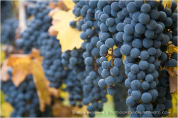 Grapes on Vine 11 Stock Image, rogue valley, oregon Grapes on Vine 11 Stock Image, rogue valley, oregon