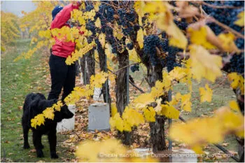 Grape Harvesting 4 Stock Image, rogue valley, oregon Grape Harvesting 4 Stock Image, rogue valley, oregon