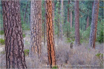 Ponderosa Pine 3 Stock Image Oregon Ponderosa Pine 3 Stock Image Oregon