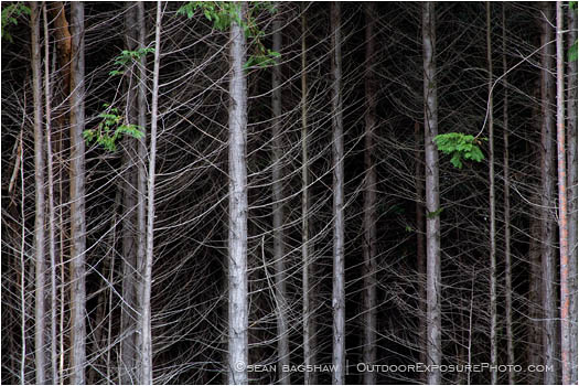 Managed Forest Stock Image Oregon