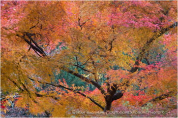 Fall Maple 2 Stock Image, Lithia Park, Ashland, Oregon Fall Maple 2 Stock Image, Lithia Park, Ashland, Oregon