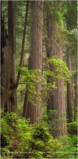 Ancient Architecture Panorama Stock Image, Redwood NP, California Ancient Architecture Panorama Stock Image, Redwood NP, California