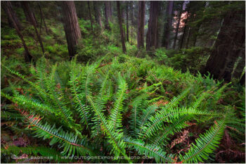 Twilight Grove Stock Image, Redwood NP, California Twilight Grove Stock Image, Redwood NP, California