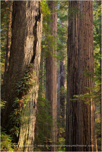 The Old Fern Tree Stock Image, Redwood NP, California The Old Fern Tree Stock Image, Redwood NP, California