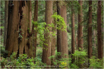 Timberland Stock Image, Redwood NP, California Timberland Stock Image, Redwood NP, California