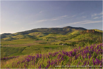 Vetch Bloom On Grizzly Stock Image, Southern Oregon Vetch Bloom On Grizzly Stock Image, Southern Oregon