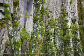 Trees For The Stone Stock Image, Columbia Gorge, Oregon Trees For The Stone Stock Image, Columbia Gorge, Oregon