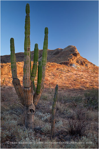 Desertland Stock Image, Baja, Mexico Desertland Stock Image, Baja, Mexico