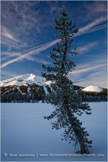 Mt. Bachelor And Tree Stock Image, Bend, Oregon Mt. Bachelor And Tree Stock Image, Bend, Oregon