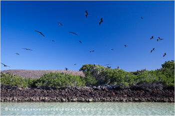Frigate Bird Rookery Stock Image, Baja, Mexico Frigate Bird Rookery Stock Image, Baja, Mexico