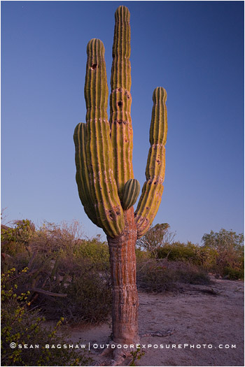 Baja Cactus Stock Image, Baja, Mexico Baja Cactus Stock Image, Baja, Mexico