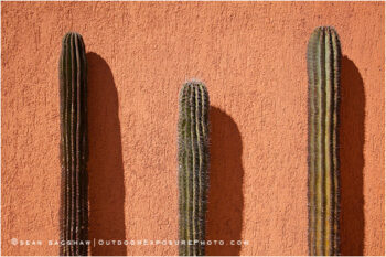 Cactus And Orange Wall Stock Image, Baja, Mexico Cactus And Orange Wall Stock Image, Baja, Mexico