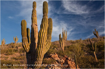 Baja Desert 3 Stock Image, Baja, Mexico Baja Desert 3 Stock Image, Baja, Mexico
