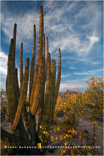 Baja Desert 4 Stock Image, Baja, Mexico Baja Desert 4 Stock Image, Baja, Mexico