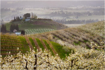 Hood River Valley Farmland 4 Stock Image, Oregon Hood River Valley Farmland 4 Stock Image, Oregon