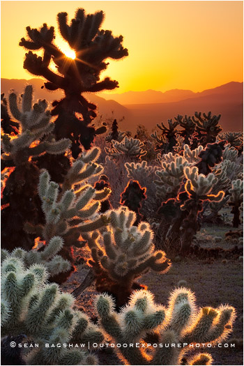 Cholla Sunrise Stock Image, Joshua Tree, California Cholla Sunrise Stock Image, Joshua Tree, California