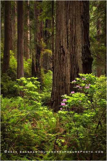 Deep Wood Stock Image, Redwood National Park, California Deep Wood Stock Image, Redwood National Park, California