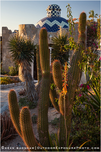 Baja Garden 3, Mexico Baja Garden 3, Mexico