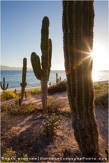 Sea Of Cortez Cacti, Mexico Sea Of Cortez Cacti, Mexico