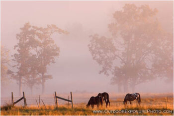 Morning Graze Stock Image, rogue valley, oregon Morning Graze Stock Image, rogue valley, oregon