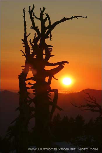 Pine Snag at Sunset Stock Image, Crater Lake national park, central Oregon Pine Snag at Sunset Stock Image, Crater Lake national park, central Oregon