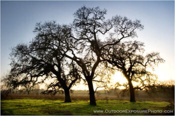Trio Stock Image, Cosumnes River Wildlife Preserve, California Trio Stock Image, Cosumnes River Wildlife Preserve, California