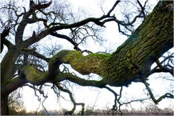 Cosumnes Oak Stock Image, Cosumnes River Wildlife Preserve, California Cosumnes Oak Stock Image, Cosumnes River Wildlife Preserve, California