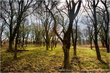 Cosumnes Grove Stock Image, Cosumnes River Wildlife Preserve, California Cosumnes Grove Stock Image, Cosumnes River Wildlife Preserve, California