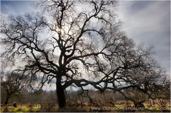 Old Oak Stock Image, Cosumnes River Wildlife Preserve, California Old Oak Stock Image, Cosumnes River Wildlife Preserve, California