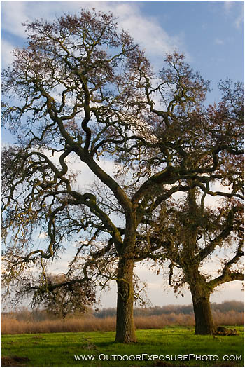 Tall Oak Stock Image, Cosumnes River Wildlife Preserve, California Tall Oak Stock Image, Cosumnes River Wildlife Preserve, California
